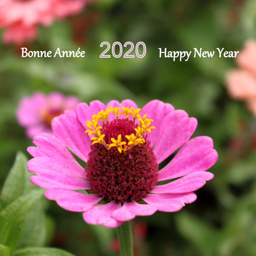 Une fleur rose avec ses pistils jaunes qui forment comme une couronne. Il est écrit Bonne Année 2020 Happy new year